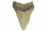 Juvenile Megalodon Tooth - North Carolina #340967-1